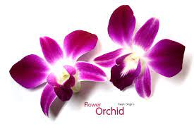 Exciting Cocktails With Edible Flowers Fresh Origins Orchid Flower Edible Flowers Polymer Flowers