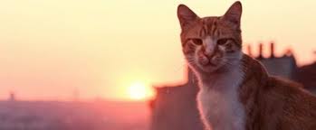 Kedi Amerika Da En Cok Izlenen Turk Filmi Oldu Kedi Hayvanlar Hayvan