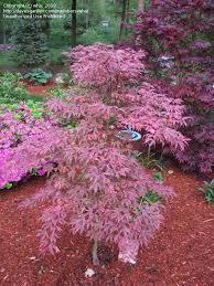 Check spelling or type a new query. Weeping Japanese Acer Size Picture Of Japanese Maple Gwen S Rose Delight Acer Palmatum Japanese Maple Tree Japanese Maple Japanese Garden