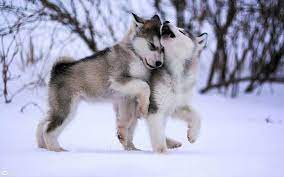 Hd Wallpaper Animal Baby Cute Husky Puppy Siberian Snow Winter Wallpaper Flare