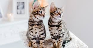 Ein stammbaum besitzt sie auch. Bengal Katze Charakter Kommunikativer Tiger Im Punktchenkleid