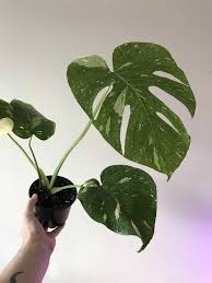 Our New Monstera Thai Constellation Monstera Plants Rare Plants