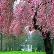 * images shown are of mature plants. Buy Kwanzan Flowering Cherry Tree From Ty Ty Nursery