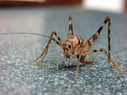 Camel crickets are attracted to sources of water, as are many other critters like pill bugs, rats, and even wolf spiders. Those Crickets In Your Basement They Probably Came From Asia Discover Magazine