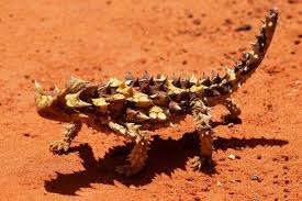 Black And White Lizard Australia 15 Best Known Unique Wild Animals Of Australia Australia Animals Animals Wild Unique Animals