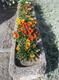 Image result for foto Gazánie