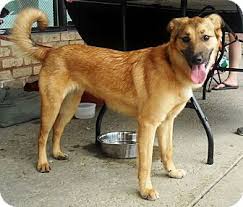 Mentor Oh Golden Retriever Meet Billa Bong 9 Months 35 Lbs A Pet For Adoption