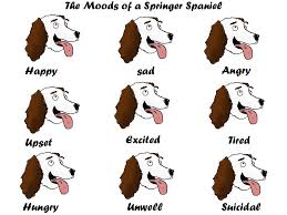 Black And White Springer Spaniel Cartoon Moods Of A Springer Spaniel By Danhateskevs Deviantart Com On Deviantart Springer Spaniel Spaniel Springer Spaniel Puppies