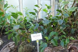 Image result for Begonia loranthoides