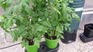 Grow bananas at home in bright light indoors in winter; Growing Kiwi Fruit Tomatoes Greenhouse Sensation Growing Diary 16th April Youtube