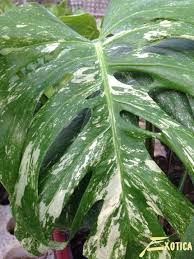 Monstera Deliciosa Variegata Gatenplant Monstera Vetplanten