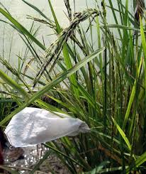 Image result for Oryza longistaminata