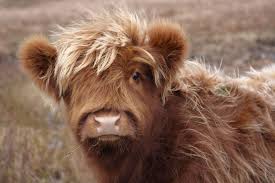 Written records of highland cows go back a century before this, and their first mention was in the 6th century — a very old breed indeed. Everything You Want To Know About Fluffy Cows