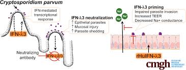 Cryptosporidium parvum is a protozoan and an obligate intracellular parasite (a parasite that cannot survive without a host) that commonly causes an opportunistic infection in immunocompromised hosts. Interferon L3 Promotes Epithelial Defense And Barrier Function Against Cryptosporidium Parvum Infection Cellular And Molecular Gastroenterology And Hepatology