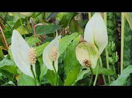 How To Propagate Peace Lily From Seeds And Plant Division Spathiphyllum Pollination Tips Youtube In 2021 Peace Lily Spathiphyllum Pollination