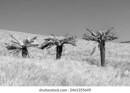 Image result for Erianthemum dregei