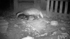 Dachs abwehr im garten bei amazon.de Dachs Im Garten 4 Youtube