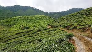 Now $143 (was $̶3̶1̶5̶) on tripadvisor: Cameron Highland Trail No 6 Tanah Rata 2021 All You Need To Know Before You Go With Photos Tripadvisor