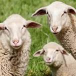 Foggy Bottom Farm Petting Zoo