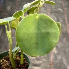 Image result for Ceropegia incana