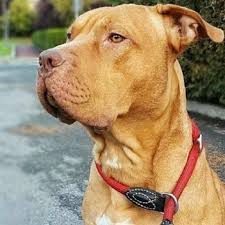 Pitbull‏подлинная учетная запись @pitbull 10 ч10 часов назад. Learn About The American Pitbull Terrier Dog Breed From A Trusted Veterinarian