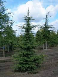 Die zedern (cedrus), im mittelmeergebiet und asien verbreitete nadelbäume, mit folgenden arten. Cedrus Libani Libanon Zeder Van Den Berk Baumschulen