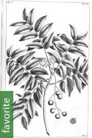 Image result for Pseudospondias