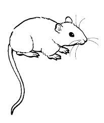 Elegant Lab Rats Coloring Pages For Gerbil Rat Pictures Colouring Animal Coloring Pages Coloring Pages Coloring Pages For Kids