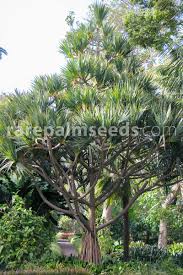 Image result for Pandanus utilis