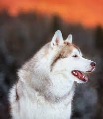 It will respect the fence and only try to escape if it runs out of water or food. So You Think You Want A Husky Here S How To Tell If The Husky Is The Right Breed Match For You Modern Dog Magazine