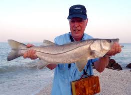Fishermen looking for snook will discover this guide very helpful. Snook A Rare Seasonal Treat That S Worth The Effort
