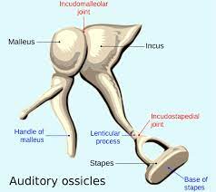 In superior canal dehiscence, a portion of the bone covering the superior balance canal is. Tom Booth On Twitter Here At The Skoglund Ancient Genomics Lab In The Francis Crick Institute We Re Always Banging On About Sampling Auditory Ossicles The Three Tiny Bones Of The Inner Ear