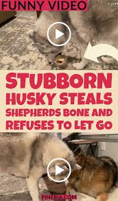 Stubborn Husky Steals Shepherds Bone And Refuses To Let Go Pineria In 2020 Haustier Lustige Bilder Gif Bilder Lustig