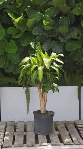 Image result for dracaena