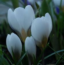 Image result for Pycreus chrysanthus