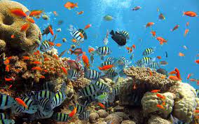 Karena pemandangan bawah laut itu selain memberikan suasana yang tidak biasa juga bisa memberikan kesenangan terhadap otak kita. 35 Daftar Gambar Pemandangan Bawah Laut Asli Pemandanganbaruu