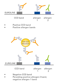 Anaphylaxis usually develops suddenly and gets worse very quickly. Cross Reactive Anti Ccd Antibodies Can Hinder Allergy Diagnostics Euroimmunblog