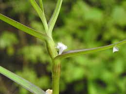 Image result for Cyanotis axillaris