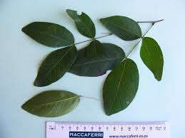 Image result for Brachystegia