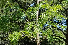 Eberesche — eberesche, mehrere arten von sorbus; Japan Eberesche Dodong Im Botanischen Garten Gutersloh