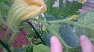 I am growing them in a raised bed in full sun and watering them during this heat once a day with a 1/4 drip line system. Butternut Yellow And Fall Off Before Blooming Gardening Landscaping Stack Exchange