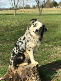 Toy, teacup and miniature australian shepherds are extremely loyal. Blue Buckaroo Mini Aussies Miniature Australian Shepherd Puppies Mini Australian Shepherd Puppies For Sale Nashville Tn