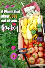Read on to find out how she keeps her soil nutrient dense and her plants happy without the use of any chemicals. Plants That Keep Bugs Out Of Your Garden Clean Chaos
