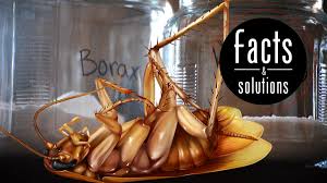 Borax (sodium tetraborate) is a familiar related compound. Borax For Roaches Simple Recipes To Get Rid Of Cockroaches Cockroach Facts