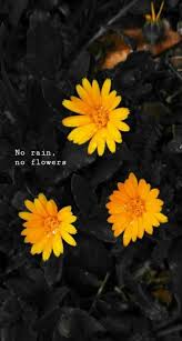 Flowers Quotes Tumblr Rain 62 Ideas Flowers Quotes Tumblr Flower Quotes Life Flower Quotes