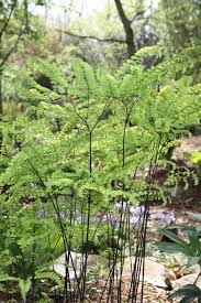 Image result for Adiantum comorense