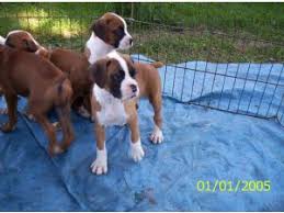 Look at pictures of puppies in kansas city who need a home. Boxer Puppies In Alabama