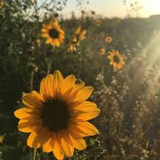 I support the man infront of this. Stream Sunflower Vol 6 Harry Styles Cover By Ananya Listen Online For Free On Soundcloud