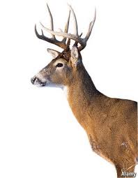 How to draw von scott robertson bei thalia entdecken In A Dark Wood Deer Drawing Animal Drawing Reference Animal Heads