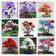 100 Pcs Bag Rare Bonsai Azalea Seeds Rhododendron Azalea Looks Like Sakura Japanese Cherry Blooms Sims Azalea Flower Seeds Clothin Azalee Rhododendron Fleurs